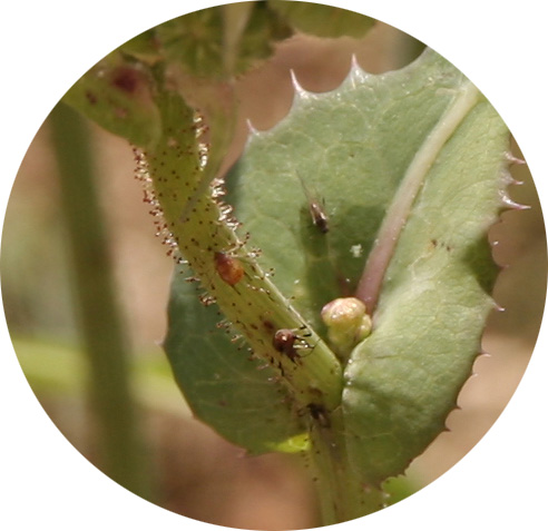 crop f-8 1-320 50mm.jpg