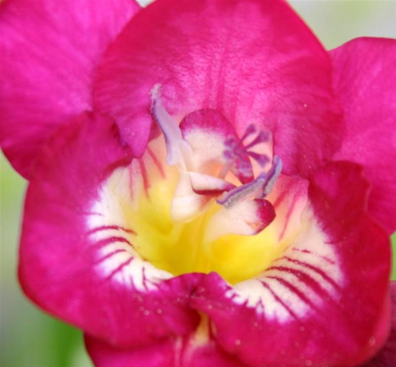 crop fiore.jpg