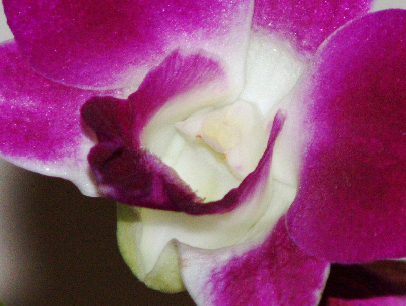 crop fiore full zoom.jpg