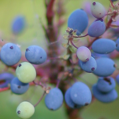 crop_fiori2.jpg