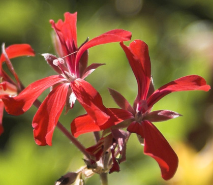 Crop_fiori.jpg