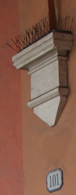 crop front focus.jpg