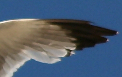 Crop Gabbiano.jpg