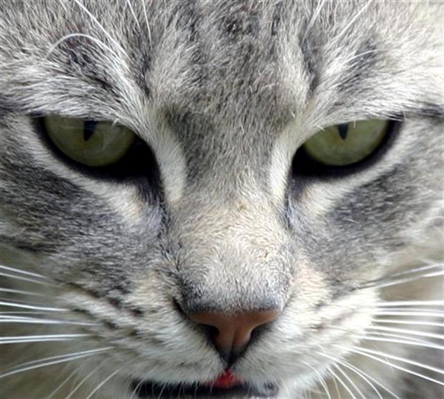crop gatto.jpg