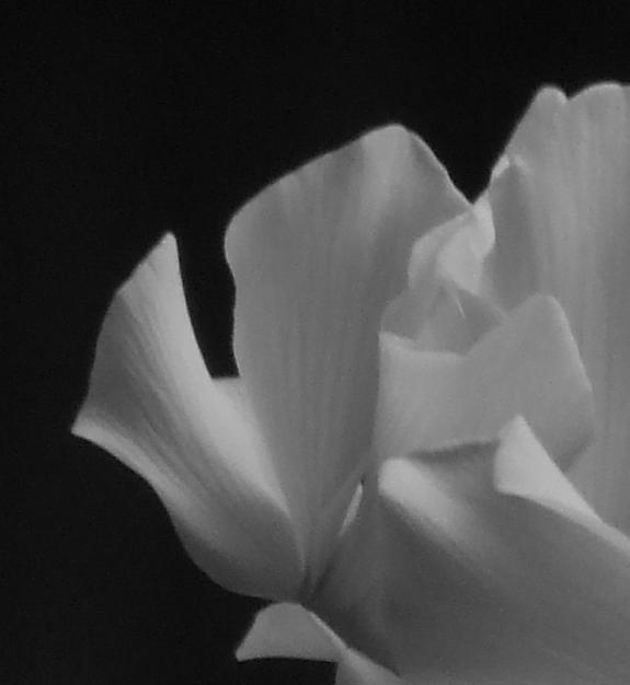 crop petalo.JPG