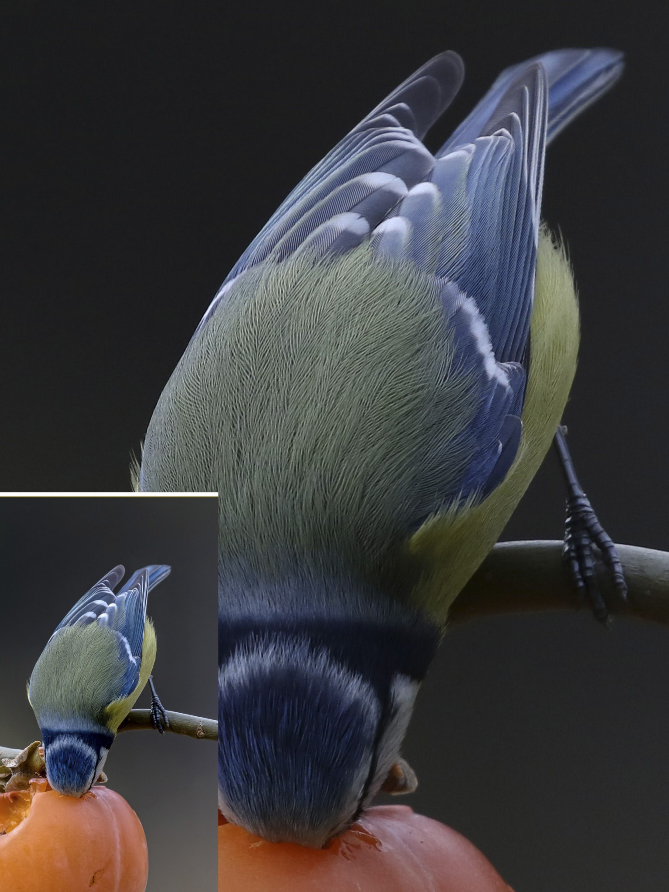 crop_raw_921-2.jpg