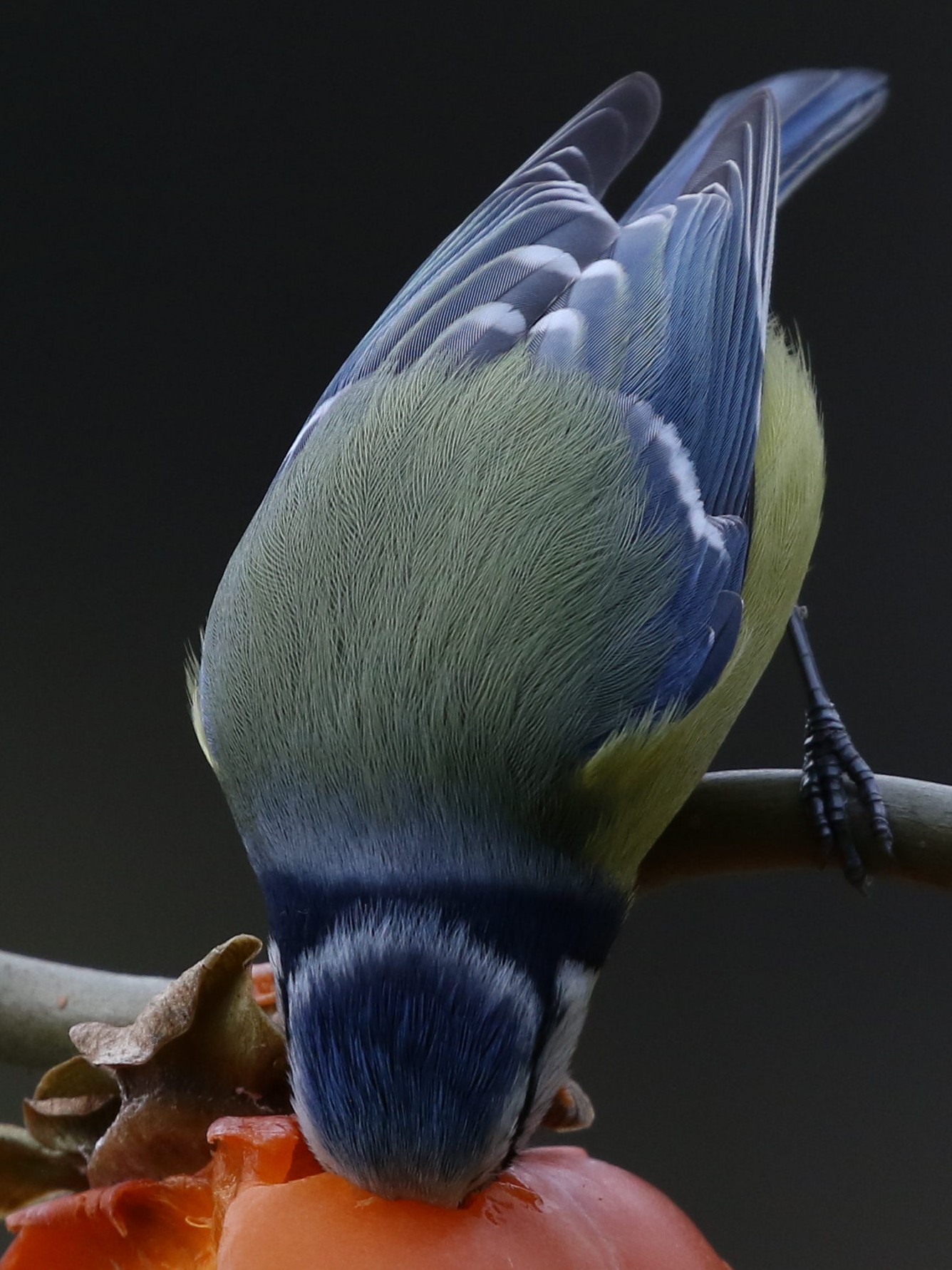 crop raw.jpg