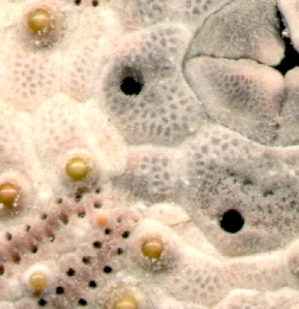 crop riccio.jpg