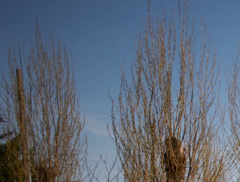 crop sx alto.jpg