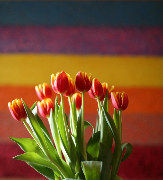 Crop Tulipani1.JPG