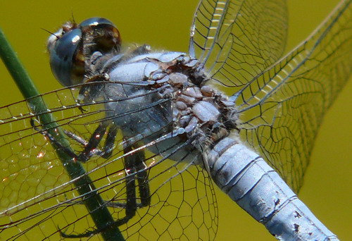 cropP1090284.jpg