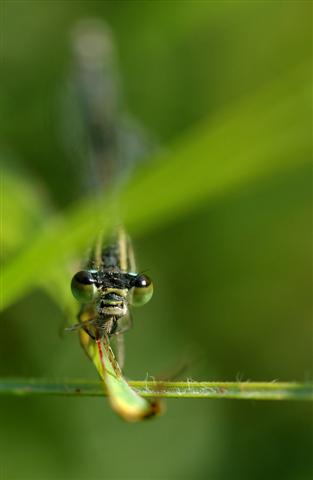 Croppone (Small).jpg
