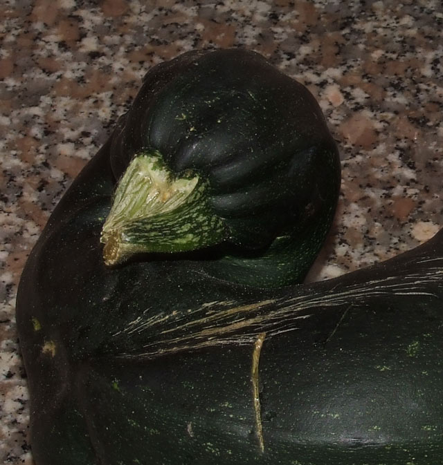 cropzucchina.jpg