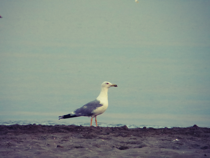 cross-processing3.jpg