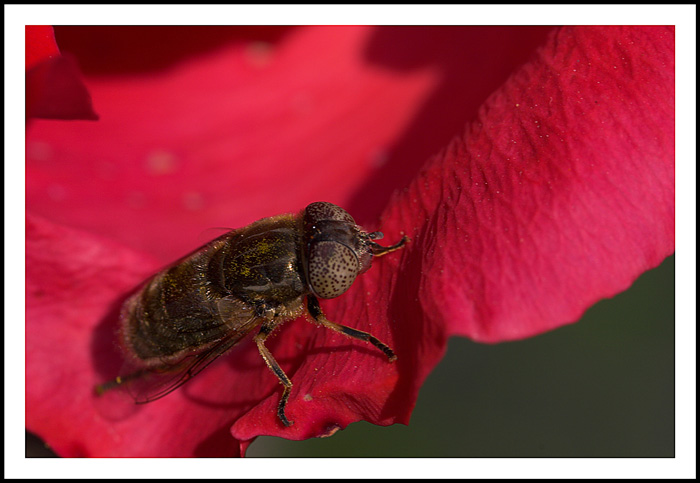 CRW_0004-01.jpg