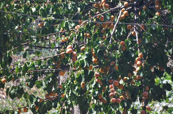 CRW_0017.jpg