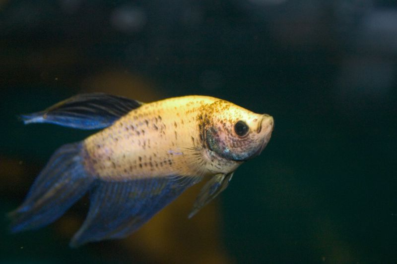 CRW_0468.jpg