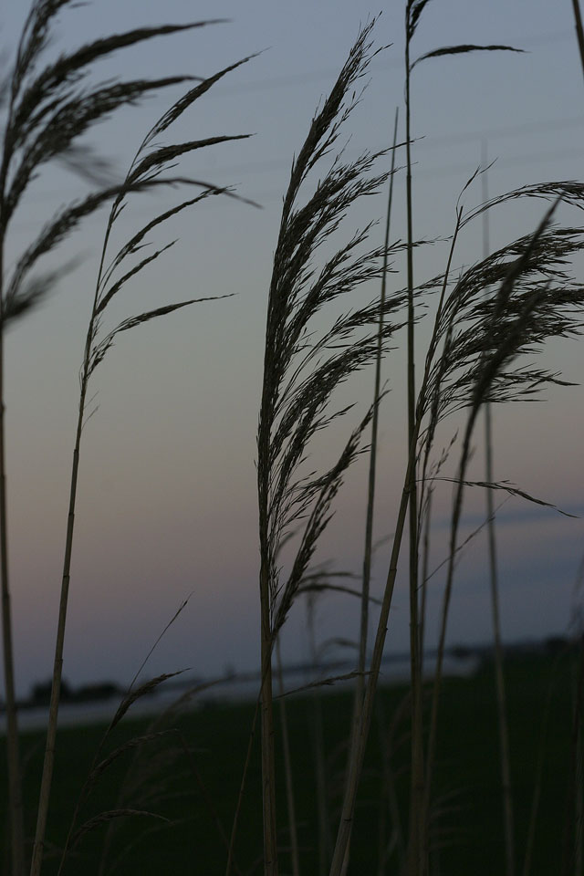 CRW_1472_RT8.jpg