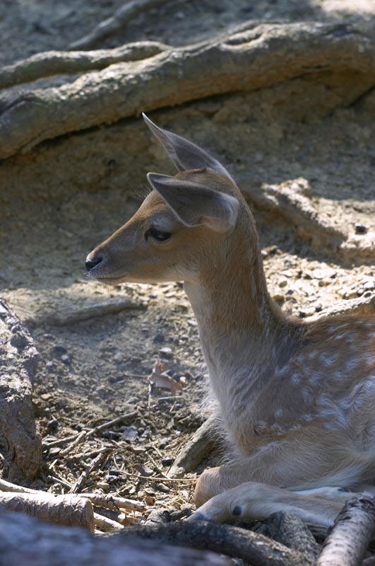 CRW_3631.jpg