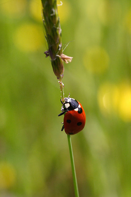 CRW_5018_p4u.jpg