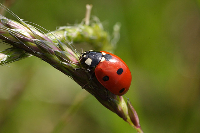 CRW_5040_p4u.jpg