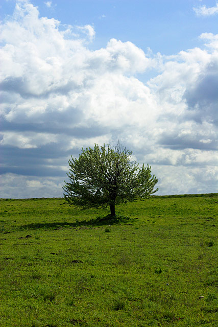 CRW_5123_up.jpg