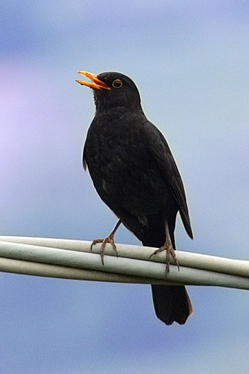 CRW_5908_up.jpg