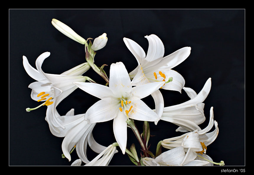 CRW_6388.jpg