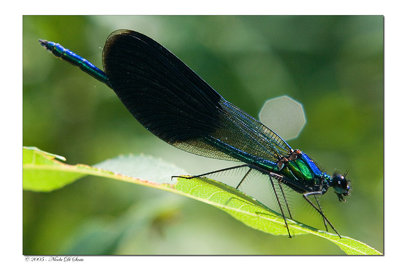 CRW_7398.jpg
