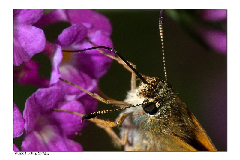 CRW_8096.jpg