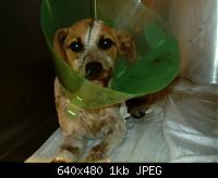 cucciola6.jpg