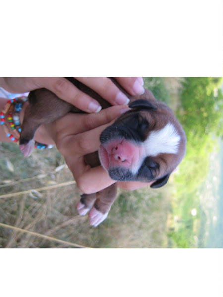 cucciolo.jpg