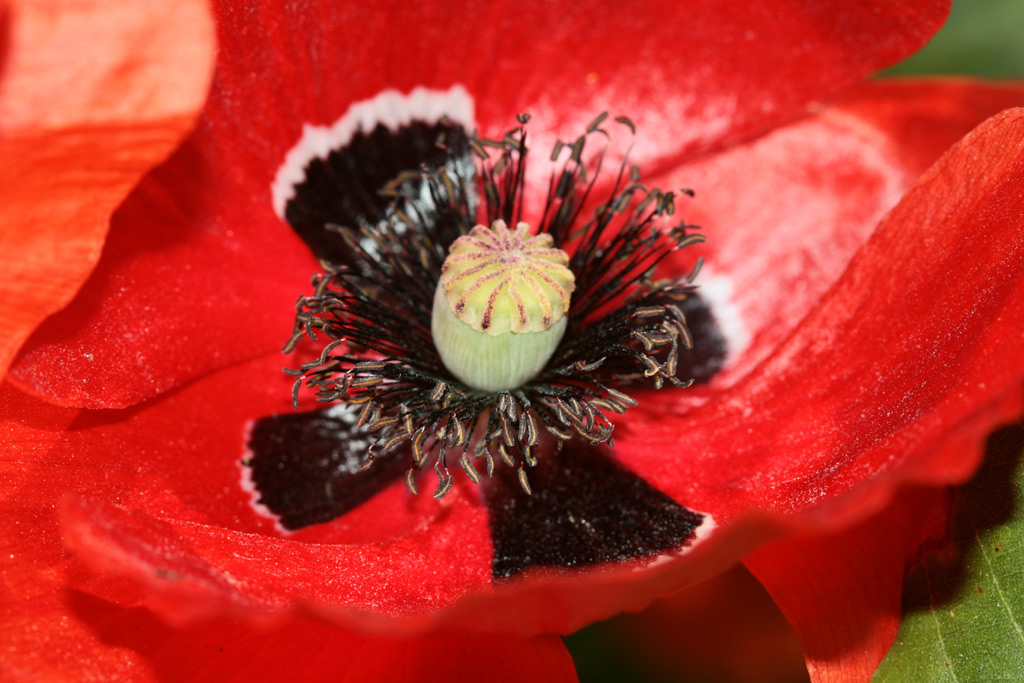 CuorDiPapavero-Web.jpg