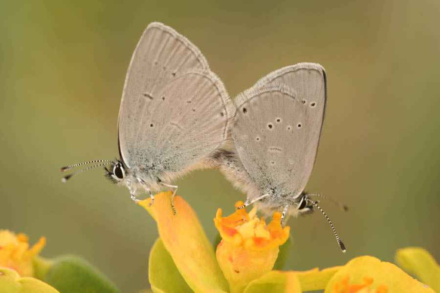 Cupido minumus trinacriae.jpg