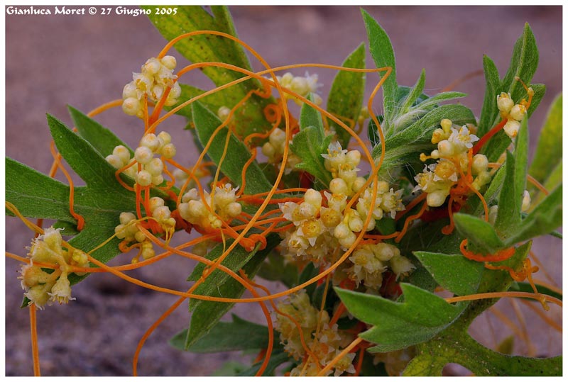 Cuscuta-cesatiana.jpg