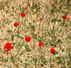 cut the flowers.jpg
