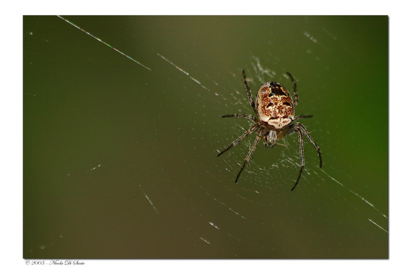 Cyclosa Conica 5-3.jpg