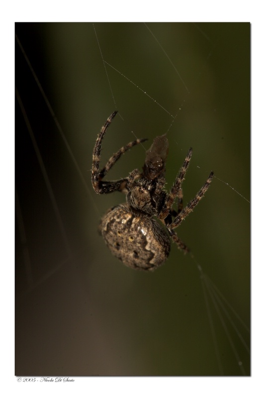 Cyclosa Conica 9.jpg