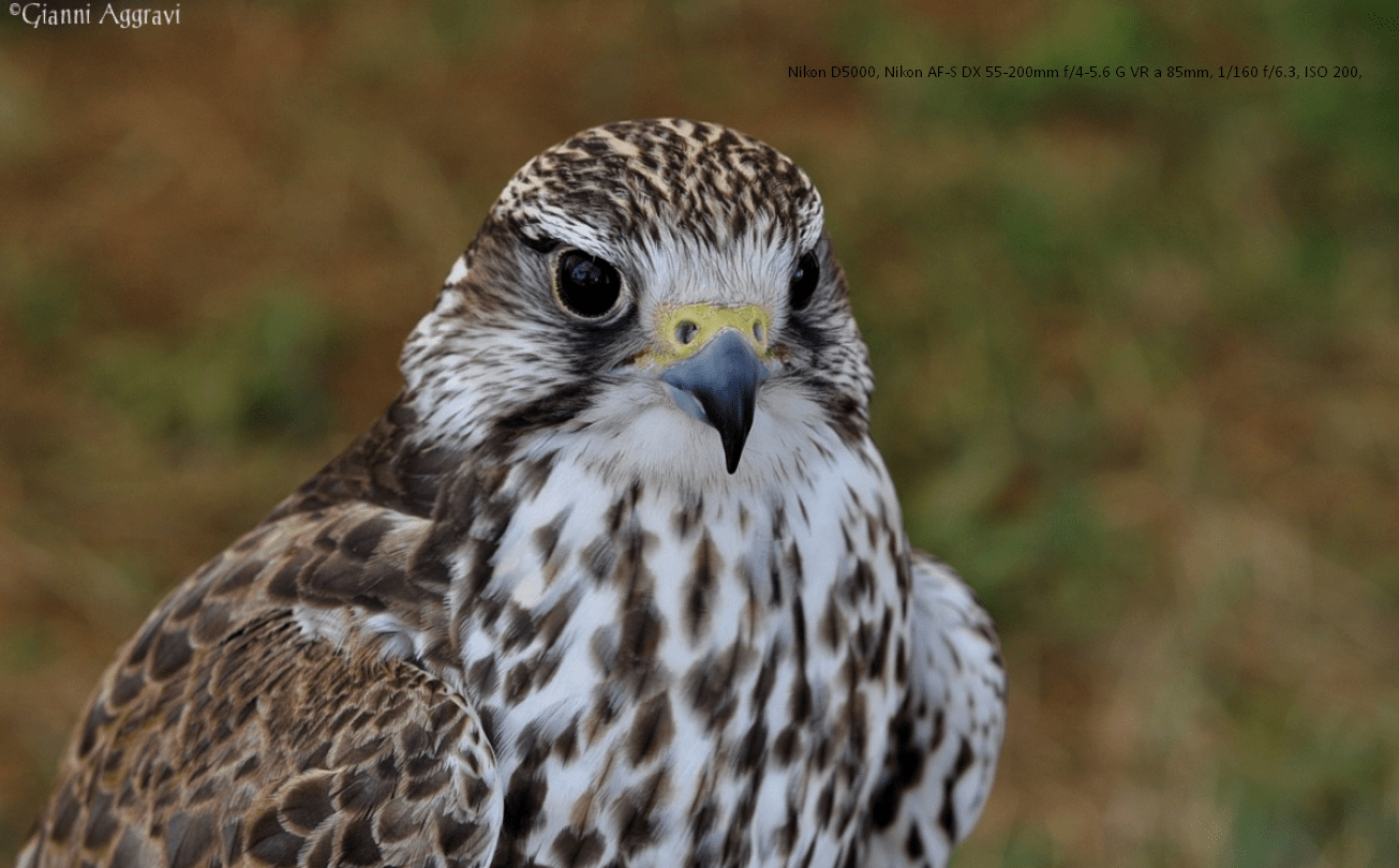 d5000nikon55200mm-min.png