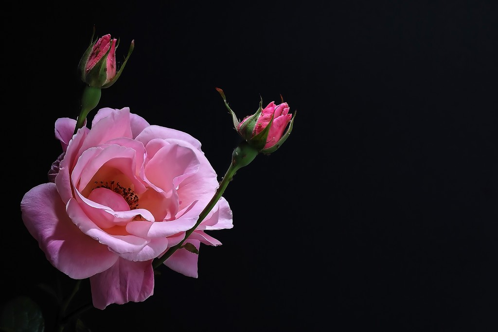 D60_20100527_1059453.jpg