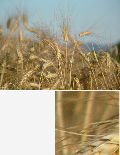 da-stampare0041.jpg