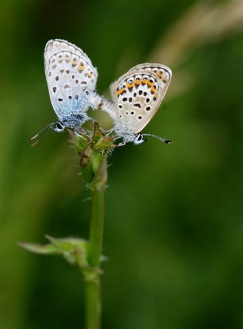 Da rimp (Small).jpg