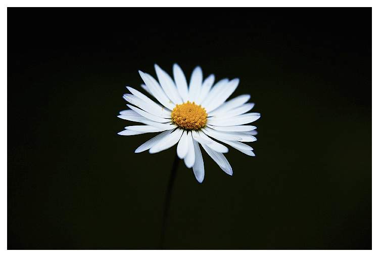 daisy2.jpg