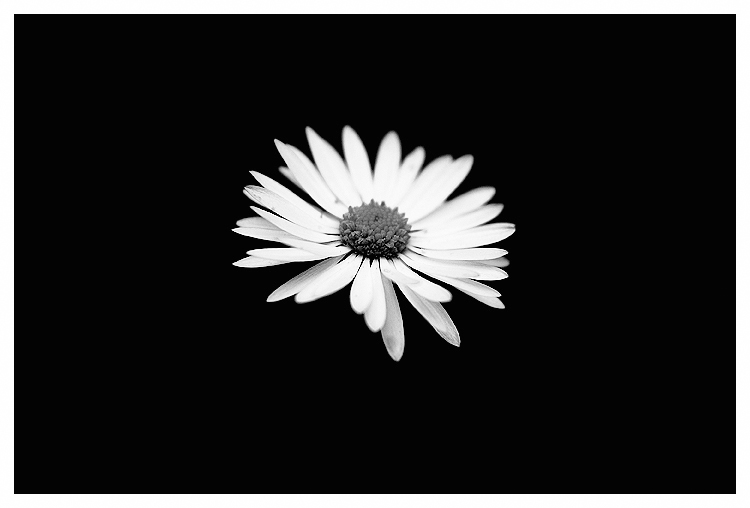 daisy2_bw.jpg