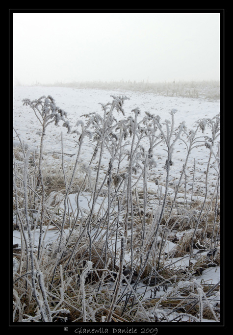 DAN_2617-1web.jpg
