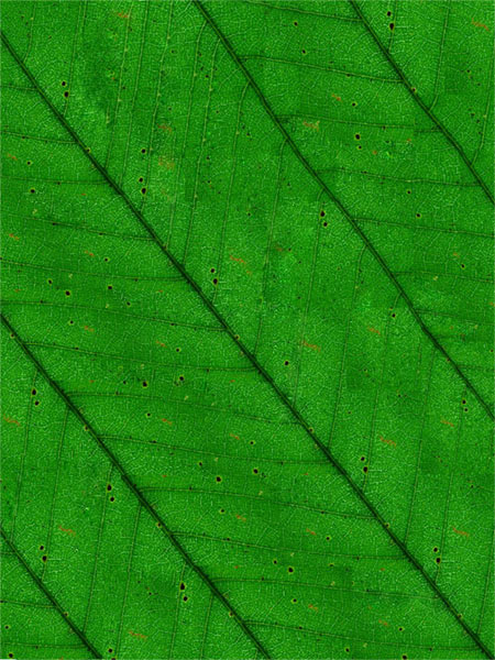 dark-green--fixedat.jpg
