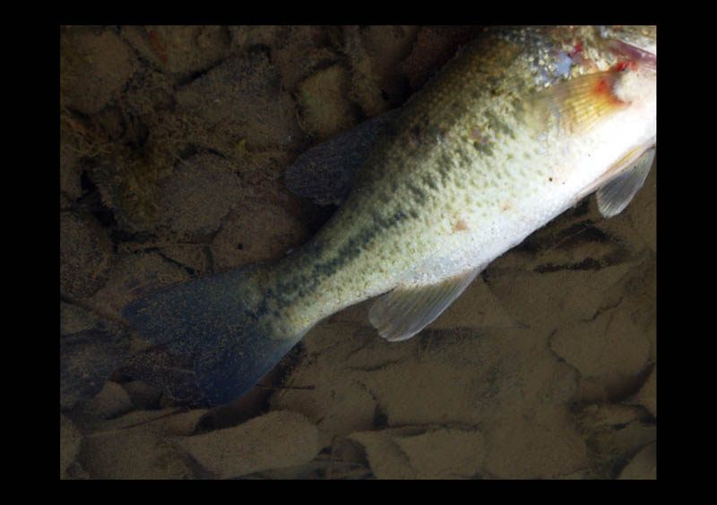 dead black bass tail.jpg