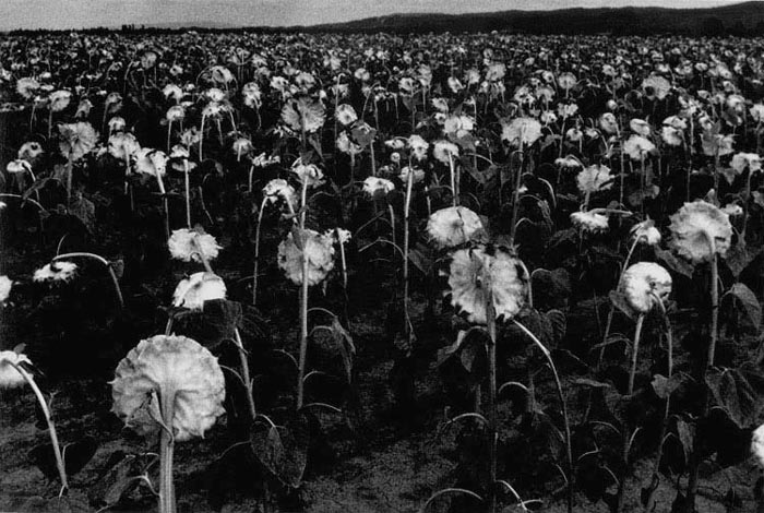death-of-sun.jpg