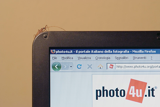 dedicata a photo4u 02.jpg