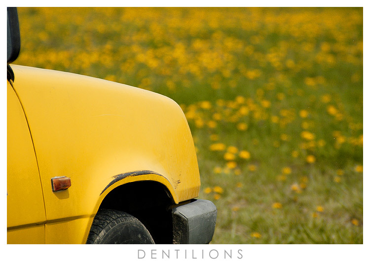 dentilions.jpg